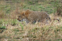 Levhart skvrnity - Panthera pardus - Leopard o8624